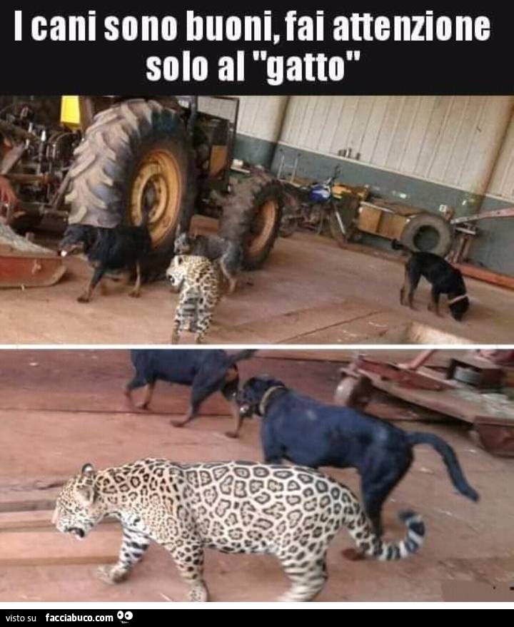 Vaccata