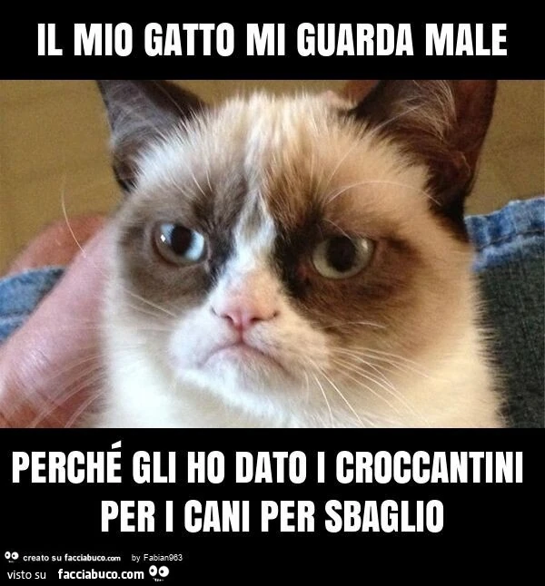 Il mio gatto mi guarda male perché gli ho dato i croccantini per i cani per sbaglio