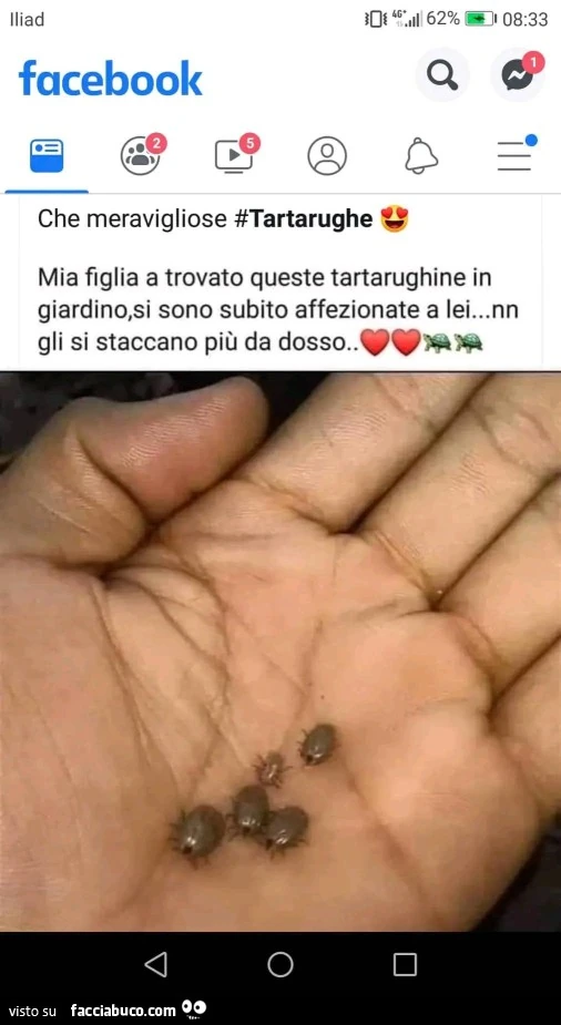 Vaccata