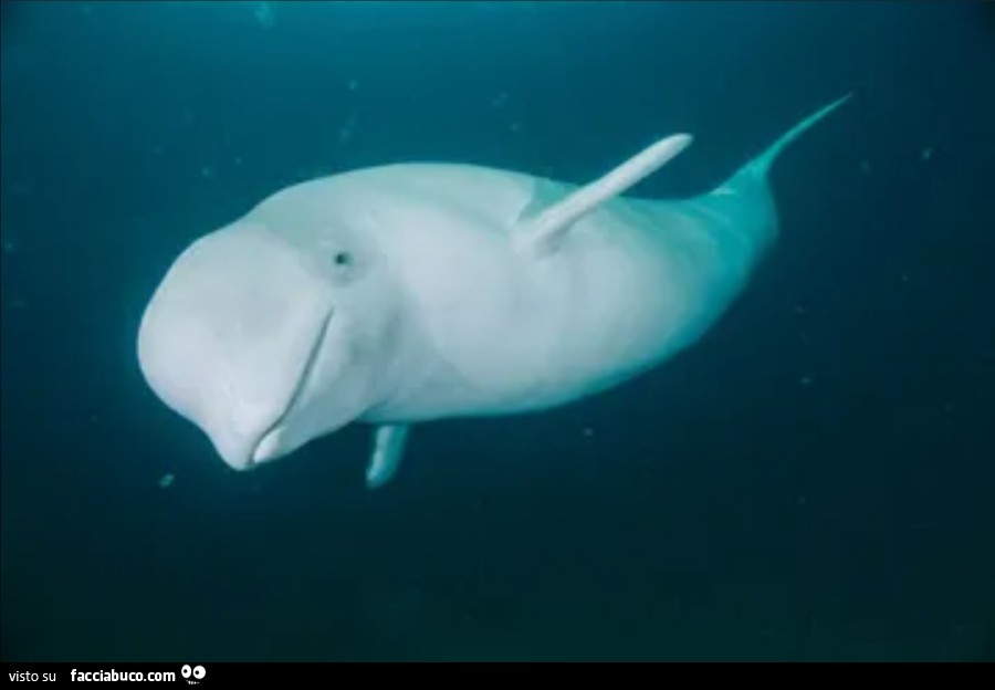 Un Beluga, o balena bianca