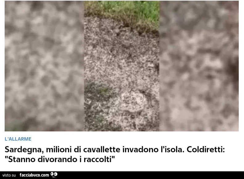 Vaccata