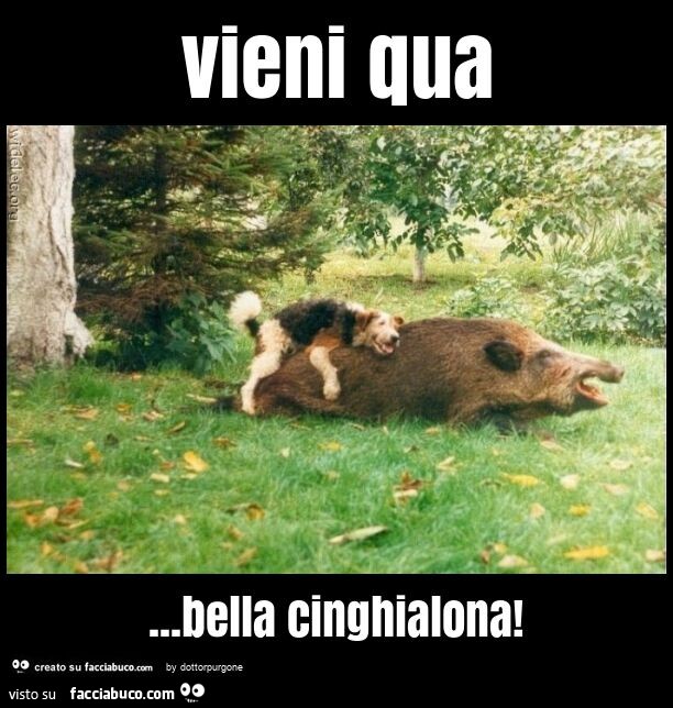 Vieni qua… bella cinghialona