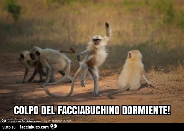 Colpo del facciabuchino dormiente