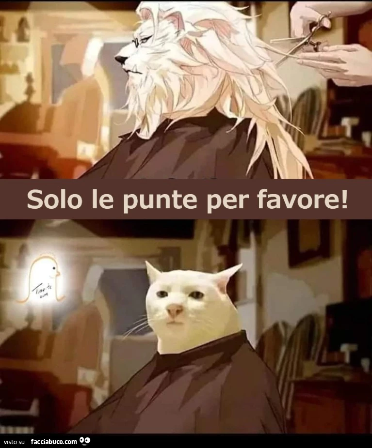 Vai leone torni gatto
