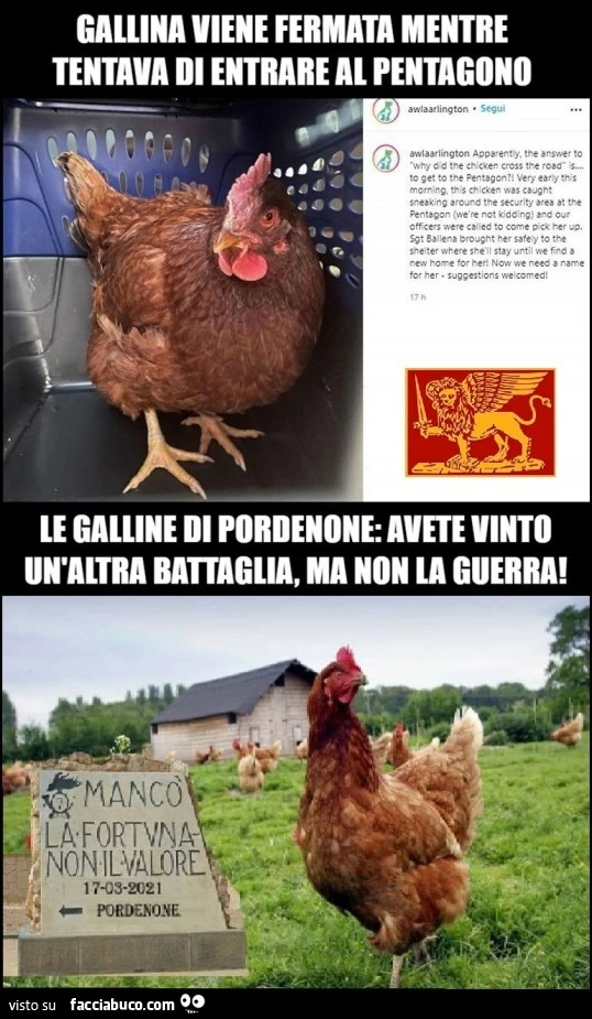 Gallina tenta di entrare nel Pentagono, fermata da militari come polli di Pordenone
