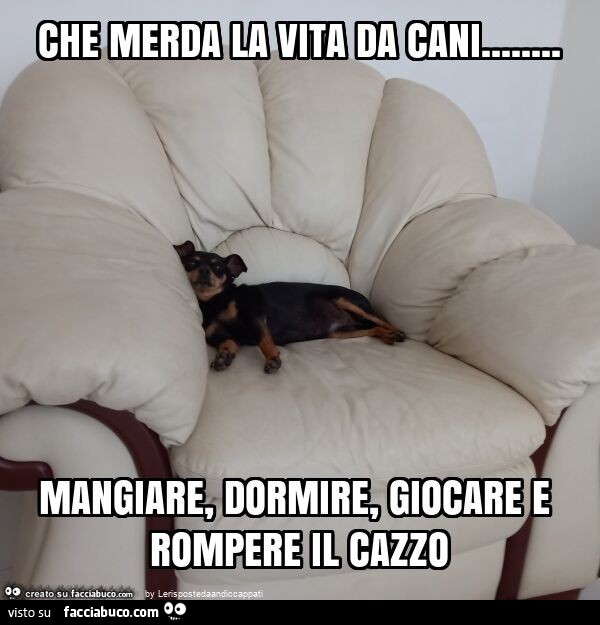 Che merda la vita da cani… mangiare, dormire, giocare e rompere il cazzo