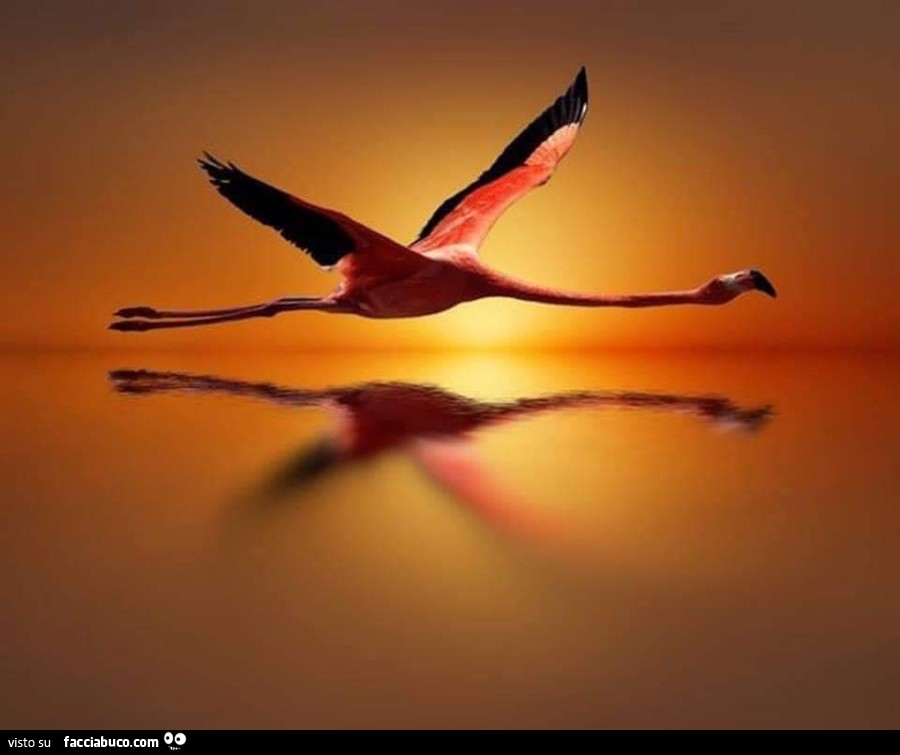 Fenicottero rosa in volo