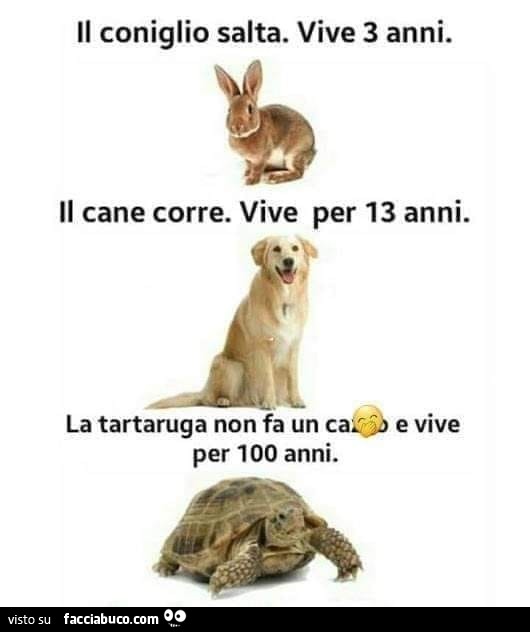 Il coniglio salta. Vive 3 anni. Il cane corre. Vive per 13 anni. La tartaruga non fa un cazzo e vive per 100 anni
