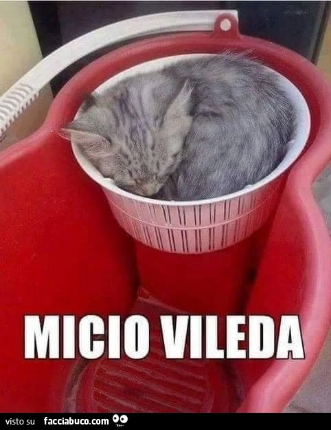 Vaccata