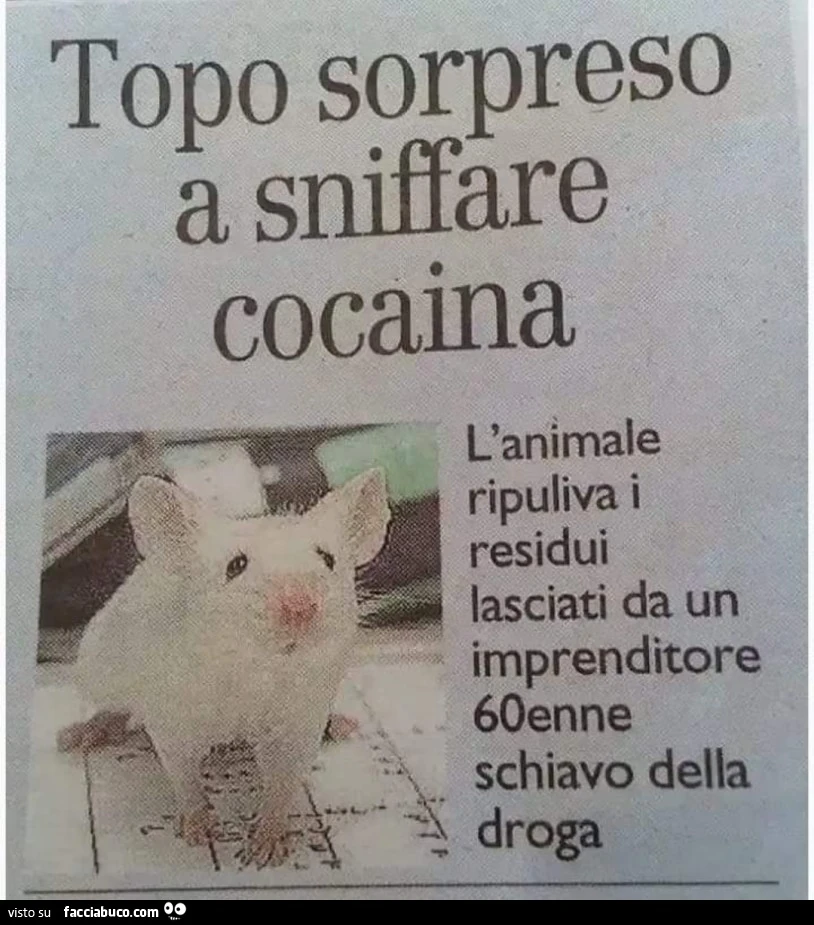 Vaccata