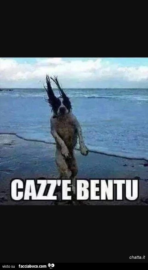 Vaccata