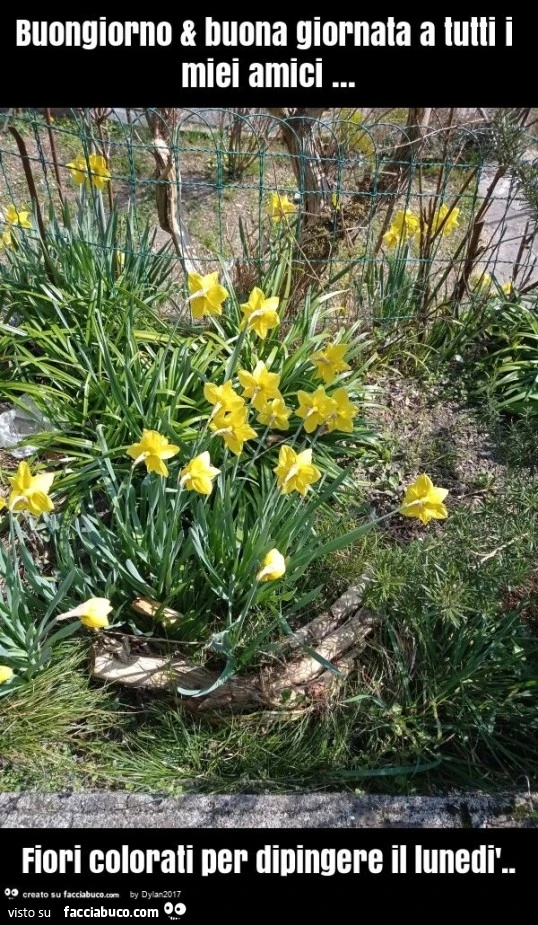 Buongiorno & buona giornata a tutti i miei amici… fiori colorati per dipingere il lunedรฌ