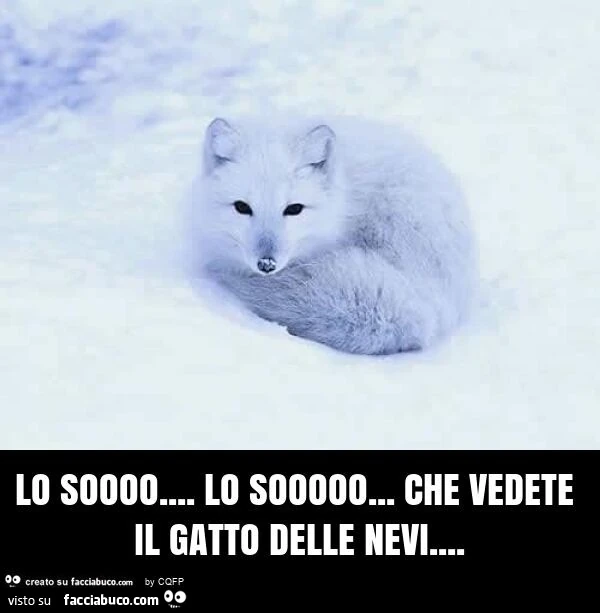 Lo soooo&hellip; lo sooooo&hellip; che vedete il gatto delle nevi