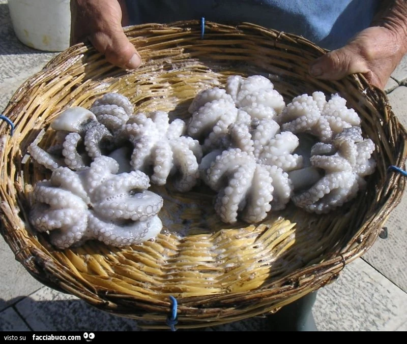 Vaccata