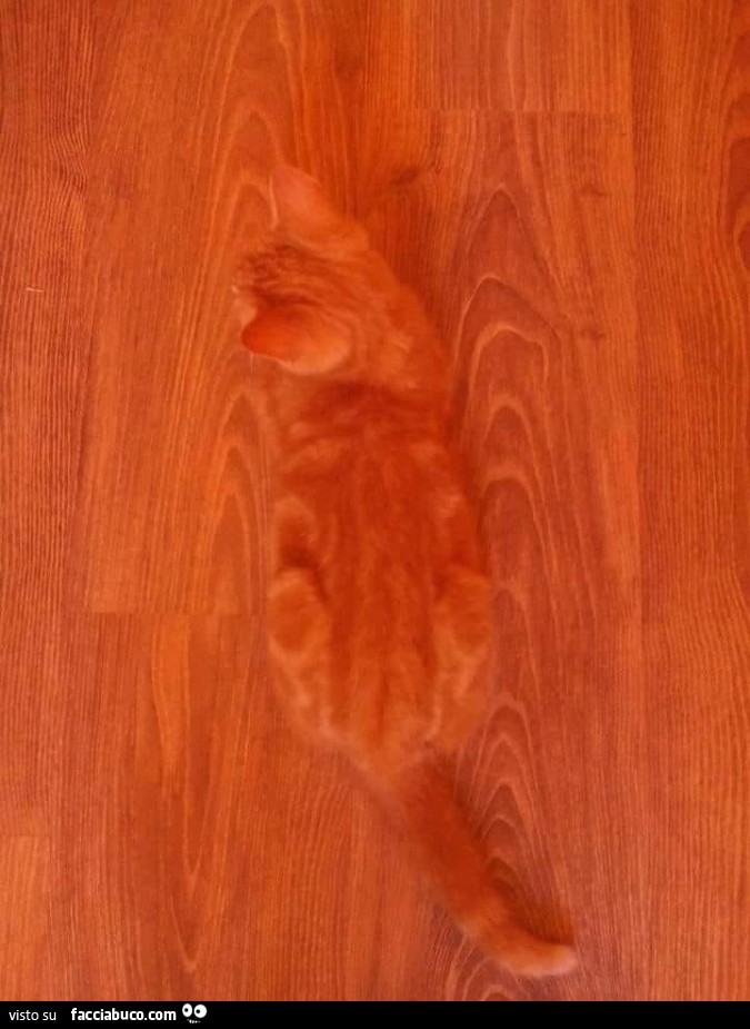 Gatto rosso su pavimento rosso