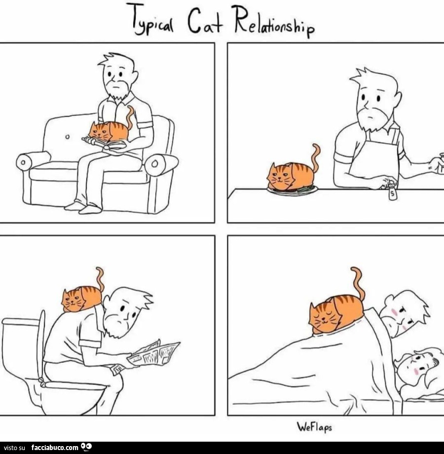 Typical cat relationship