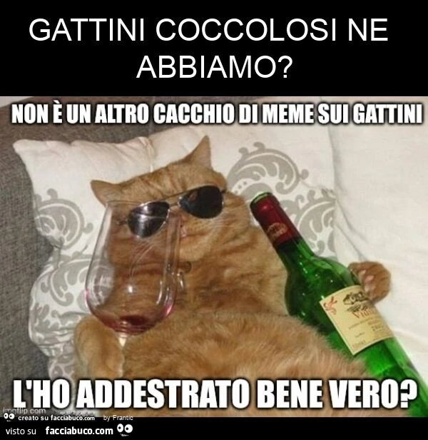 Gattini coccolosi ne abbiamo?