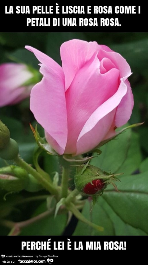 La sua pelle è liscia e rosa come i petali di una rosa rosa. Perché lei è la mia rosa