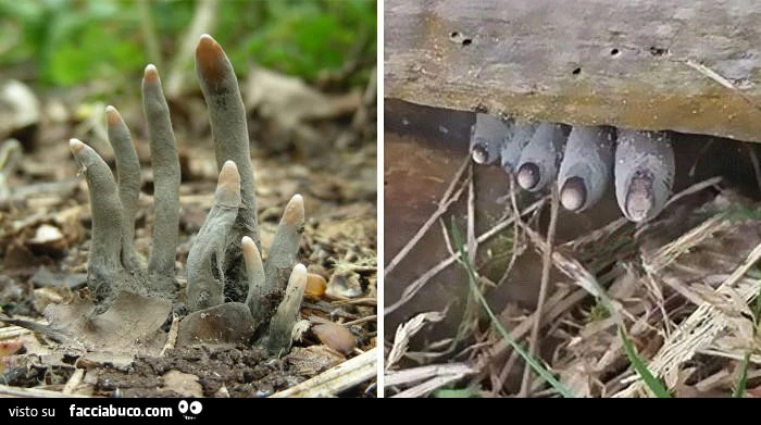 Vaccata