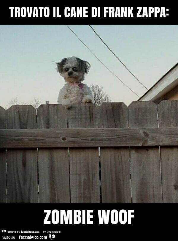 Trovato il cane di frank zappa: zombie woof