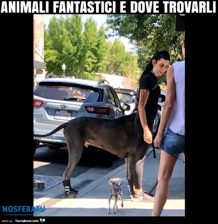 Animali fantastici e dove trovarli